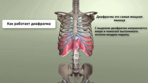 Диафрагма как работает