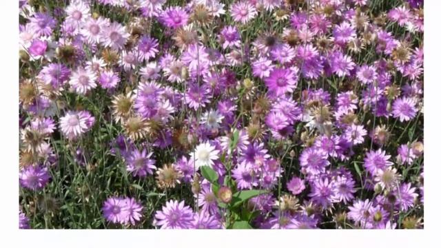 Ксерантемум (лат. Xeranthemum). Красивые растения для дома и сада. смотреть онлайн