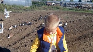 внук в гостях у деда! николаевские чубатые голуби. 08.10.2022г.