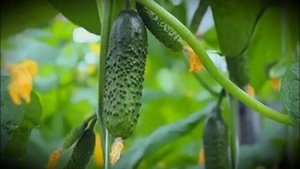 Огурец сорта герман особенности посадки и выращивания