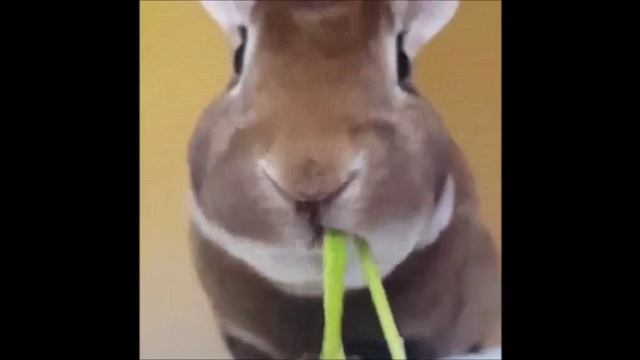 Эти забавные животные. смотреть онлайн