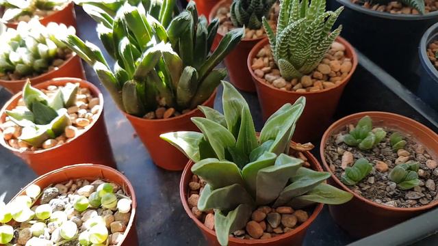 Indoor Succulent Update PART 1 Haworthia  Overview of Changes