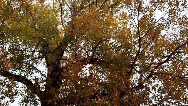 ТИХАЯ ОХОТА В КРАСИВОМ ОСЕННЕМ ЛЕСУ. ГРИБЫ ВЕШЕНКИ РАДУЮТ смотреть онлайн