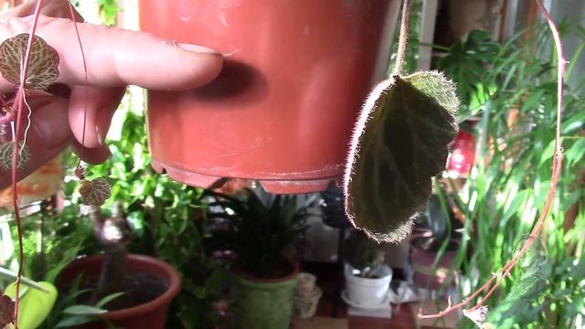 КАМНЕЛОМКА НЕЖНОЕ И НЕПРИХОТЛИВОЕ РАСТЕНИЕ  ЗНАКОМЛЮ ВАС С ЭТИМ ЧУДОМ!