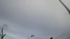 охота на гуся,но без гуся но они были.маскировка, расстановка и слёзы охотника.