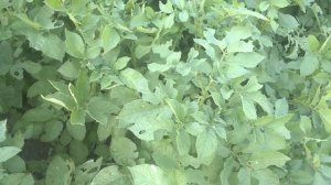 Фитофтора на картошке ?.Чем буду лечить .