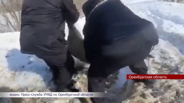 07032022 В Оренбургской области полицейские спасли косулю смотреть онлайн