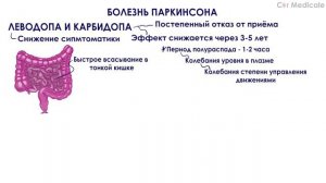 Леводопа и Карбидопа - Препараты для лечения нейродегенеративных заболеваний