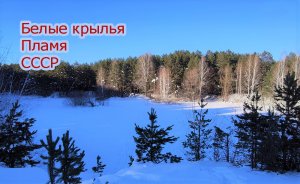 Челябинский зимний сосновый бор. ВИА-Пламя. Белые крылья. 23.01.2024г