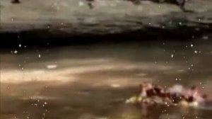 Осенние листья кружат