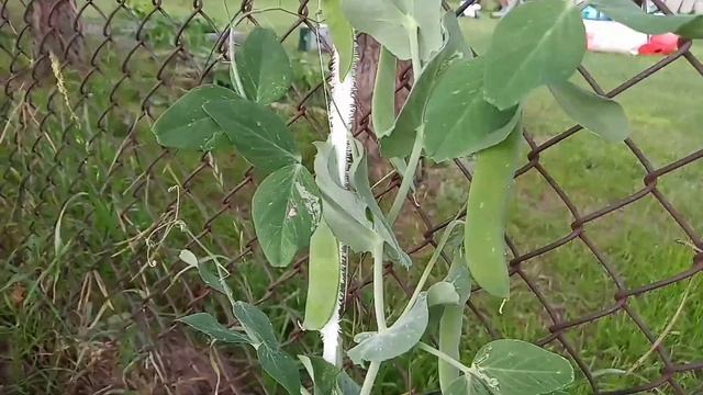 Урожай гороха 2020 смотреть онлайн