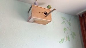 Разведение попугаев, половое поведение, волнистые попугаи