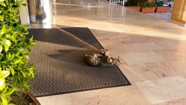Котята БОЙ БЕЗ ПРАВИЛ