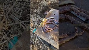 Правильная разделка Камчатского краба