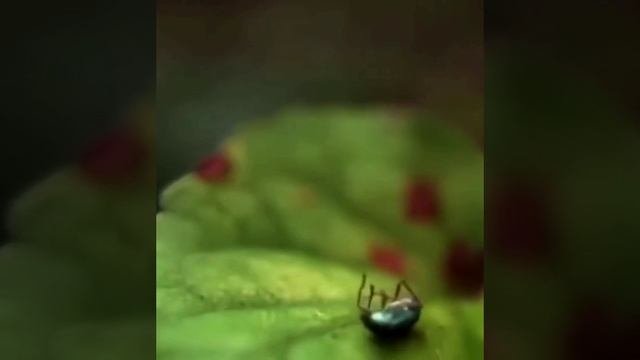 Жучок
