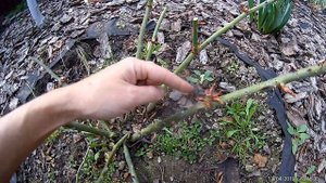 лишние почки у роз