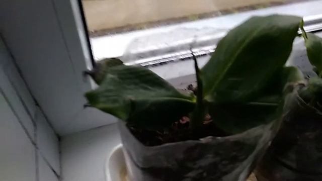 Обзор растений 18 января 2020 года смотреть онлайн