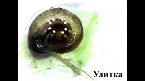 Жизнь в капле воды Видео