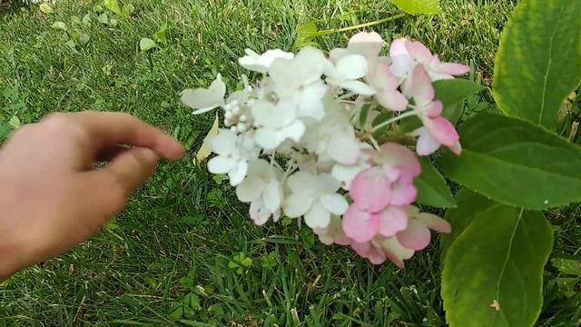 48. Гортензия Candlelight / Гортензія Кендллайт смотреть онлайн