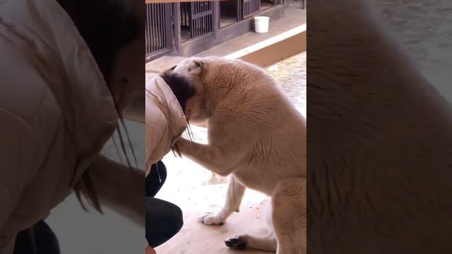 АЛАБАЙ РАША 19 МЕСЯЦЕВ смотреть онлайн