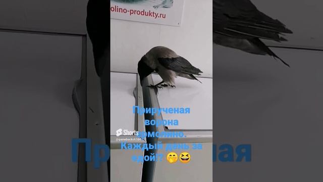 ворона в России в магазине