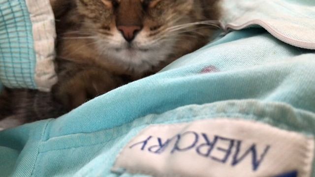 Кошачьи нежности