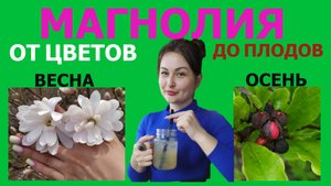 МАГНОЛИЯ от ЦВЕТОВ до ПЛОДОВ (С ВЕСНЫ до ОСЕНИ)