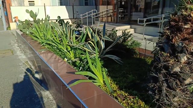 Влог ?Пальмочка и Ёлочка как- то ДИКО??.Прогулка по Адлеру смотреть онлайн