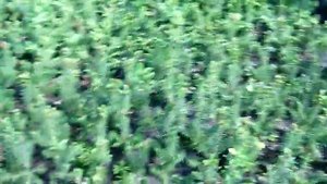 Как растёт ель голубая из семян. Выращивание ели колючей ф.голубая (Часть 2 - 2 май 2018)