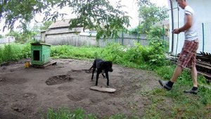 Как научить собаку выдержке перед едой (ждать).