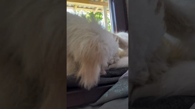 Терпение кота закончится ?