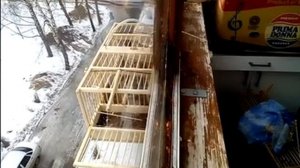 Подкормка снегирей зимой