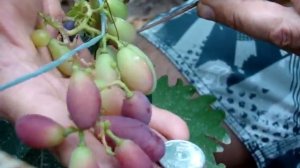 ГФ СОН АНЖЕЛИКИ. В гостях на винограднике Николая Колесника.