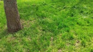 Гамак из пожарных рукавов