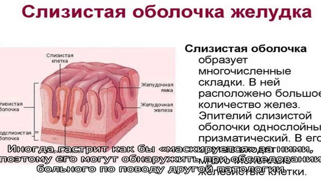 Какой тканью образованы стенки кишечника