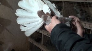 ГОЛУБИ КРАСНОПОЯСЫЕ - ОДЕССКИЕ В.РЫЖКОВА 18.02.2022!