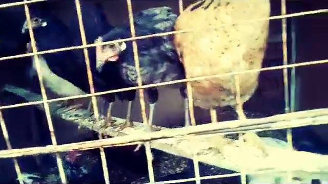 Обзор моего хозяйства смотреть онлайн