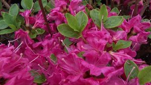 Rhododendron obtusum ´Kermesina´