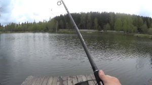 Карп весной в рыболовном клубе Заречье. Рыбалка в Московской области ))