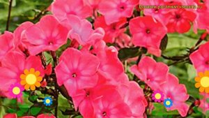 Флокс метельчатый Николас Фламель. Краткий обзор, описание phlox paniculata Nicholas Flamel