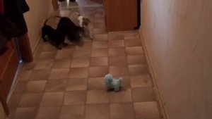 Джек- рассел и Таксы