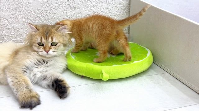 Adorable little ginger kittens on a Quest for adventure and fighting смотреть онлайн