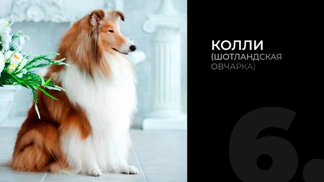 ТОП-10 самых умных пород собак в мире!