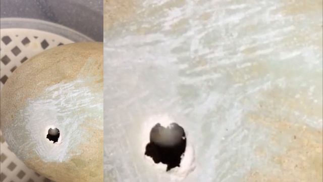 А у нас лебеди живут. Лебеди Домашние Животные. Рождение маленьких лебедят на озере Валензее.