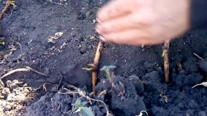 Посадка в осень чубуков смородины и винограда