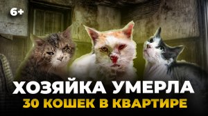 30 кошек остались в квартире взаперти после смерти хозяйки. Печальная история приюта из Челнов