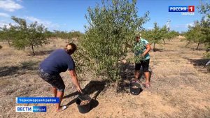 В трёх районах Крыма стартовал сбор миндаля