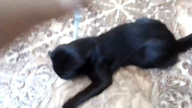 КОТ ЧЁРНЫЙ ВИСЛОУХИЙ #видео #смешные #котикивидео #домашниеживотные #прикольныекошки