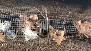 Ярмарка голубей. город Борисоглебск