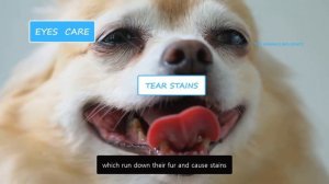 Grooming a Chihuahua - Brushing, Bathing, Coat, Eyes, Ears, Nails & Dental Care